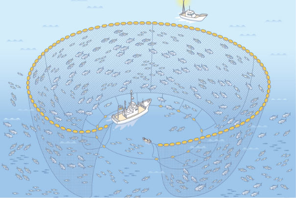 purse seine fishing