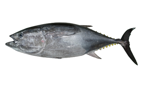 bluefin tuna