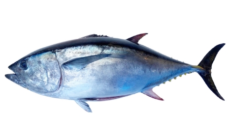 Southern bluefin tuna (Indian tuna)