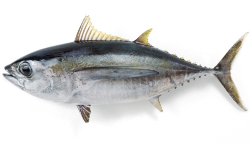 Bigeye tuna