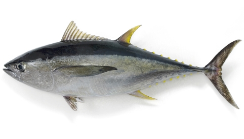 yellowfin tuna