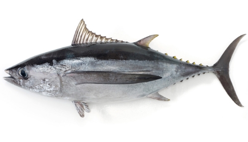 Albacore tuna (albacore tuna, dragonfly tuna)