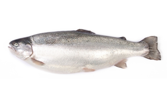 Trout Salmon (Salmon Trout)