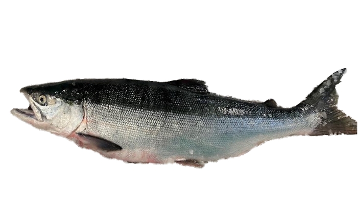 sockeye salmon